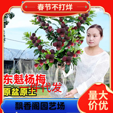 一件代发大东魁杨梅树树苗带土南方嫁接仙居水晶果树果苗早熟黑炭