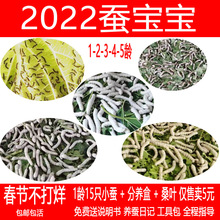 2022年学生养蚕套餐 12345龄蚕宝宝 新鲜特嫩桑叶 蚕卵 湖南长沙