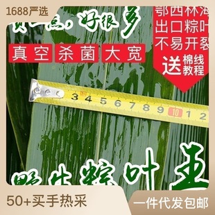Fresh Bamboo Leaves for Making Zongzi, Large Size, Preserved for Home Use, Vacuum-Packed, Wholesale from Manufacturer