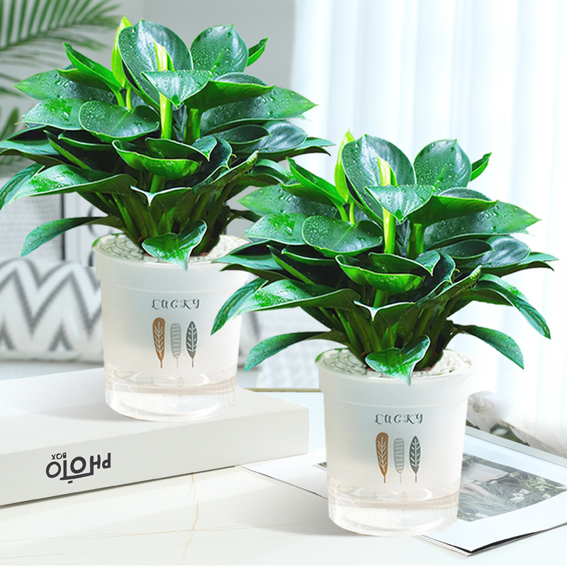 금다이아몬드 3개, 약 25cm [깃털 화분] + 영양액 [화분 2개 특가]