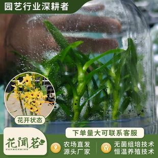 ��ʯ�� 3019 ��̫�ƿ���׳ɻ�M��С�� �҃������Ի��� ����r��