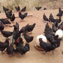 山東養殖場散養脫溫黑土雞苗另有五黑雞黑烏雞苗綠殼蛋雞土雞苗