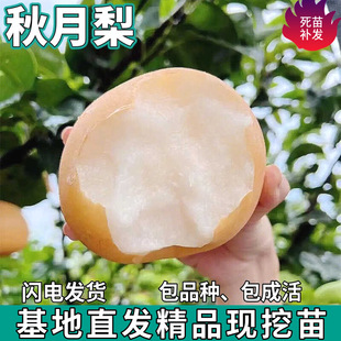 һ�����l����������޽ӷNֲ�ϱ���ͥԺ�̨�����ش�����Ԙ���