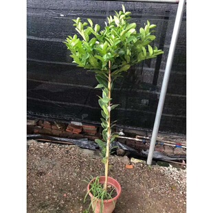 �������l�҃�ͥԺ���Թ��䙎�ʘ��� ��ʳ�ù�����ľ�����՚�