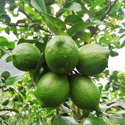 台湾有籽青柠檬当季新鲜现摘尤力克青柠奶茶店直供3斤5斤代发
