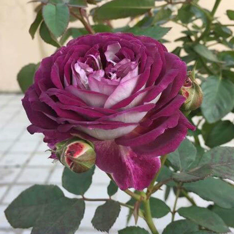 Розовые саженцы Хаддерсфилдского хора, очень большие цветы, ароматный темно-фиолетовый кустарник, обильные розовые саженцы, растения в горшках