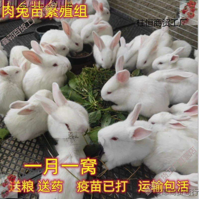 Кролик, домашний кролик, маленькое живое животное, бельгийский цветочный кролик, маленький белый кролик, здоровый, легко кормить, сильная способность к размножению, бесплатная доставка.