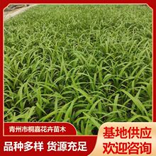 吉祥草别墅庭院草坪绿化地被草花 植物公园小区工程绿化草