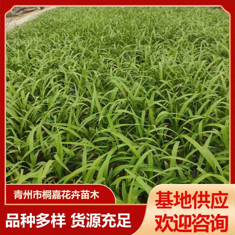 吉祥草别墅庭院草坪绿化地被草花 植物公园小区工程绿化草