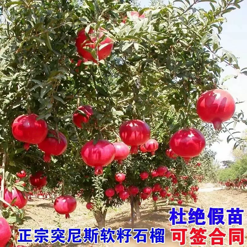 Саженцы гранатовых деревьев Тунис Мягкие семена в горшке Полевой сад Фруктовые деревья Южная и Северная Посадка Очень большая саженца гранатовых фруктовых деревьев