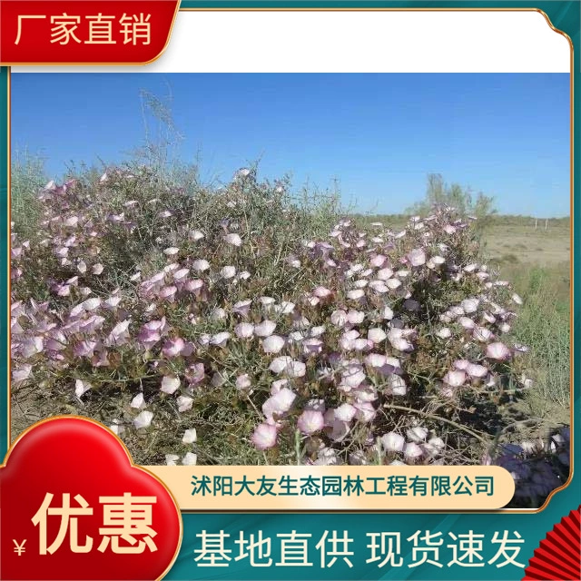 База дров с орлиным когтем оптом, разнообразие собственного производства, полное проектирование живописного ландшафта, Зеленые саженцы