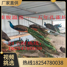 蓝孔雀养殖场出售孔雀种蛋先产的买孔雀苗送孔雀回收