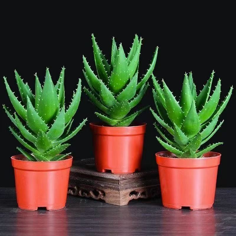 Aloe Vera Potted Plant Indoor Succulent Plant for Face Application, Edible, Air-Purifying Curacao Small Green Plant