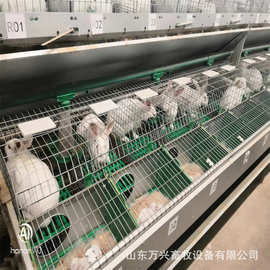 双层欧式兔笼 双层24笼位兔笼种兔育成繁殖一体笼养兔用图片