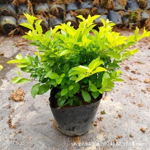 ������ľ���l���~���B�N���S��÷����طNֲ�����~�^�~ֲ��