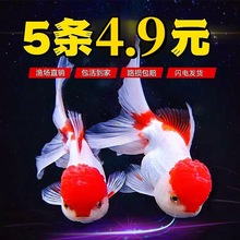 金鱼观赏鱼小型冷水鱼兰寿苗泰狮宠物淡水耐活观赏鱼锦鲤小鱼