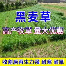 ݷN ļݷNiţuZ۳Bֳ~ݷN