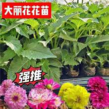 ��ϰ��U������С���ļ��_�������׷N���҃�����ͥԺ�����^��ֲ��