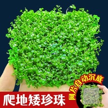 ���ذ�����ˮ���~���ձ�ſ�ذ�����ֲ�����Bˮ���쾰����ˮ�|