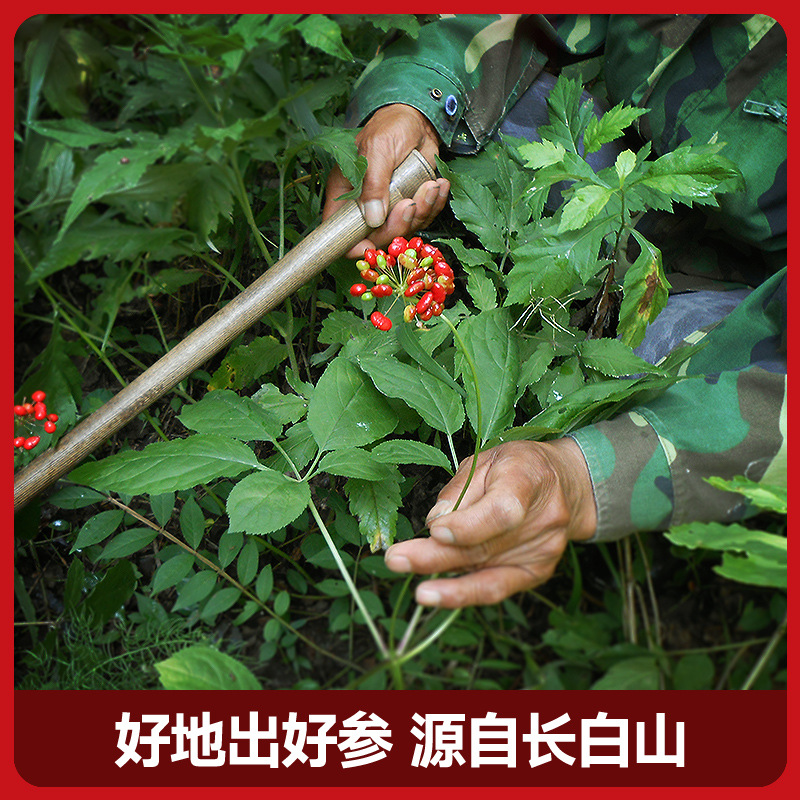 Ginseng wholesale from Changbai Mountain, 18-year-old mountain ginseng grown in the wild under forest conditions, dried ginseng in a gift box, suitable for gifting.