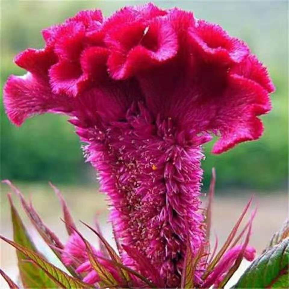 Venta al por mayor de semillas de flores y plantas eustoma malvarrosa peonía cobre dinero hierba margarita rosa sol peonía flor combinación de flores