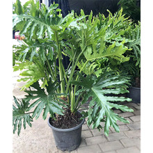 ���[�������� ���� ���� ����ϲ���� �������G�� ϲ�ϲ��Gֲ