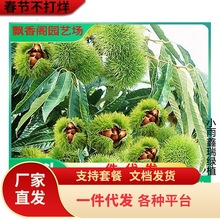 建瓯锥栗苗板栗树苗圆尖栗子苗油锥栗子苗树盆栽地栽当年结果树苗