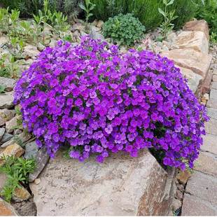 Southern Mustard Seeds, Cold-Resistant Florals, Dwarf Flower Seeds, Easy to Live, Blooming in All Seasons, Stone Seam Blue Mustard Seeds, Outdoor
