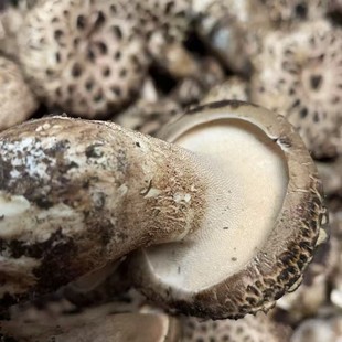 750�˺ڻ������r�ڻ��ƾ�Ұ�����Ĵ��ڻ��ƾ�Ұ��Ģ����������