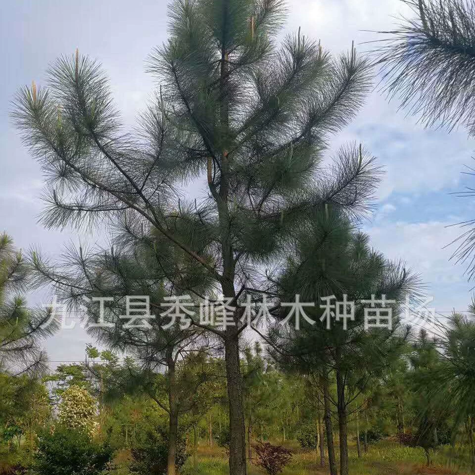 Оптовая продажа болотной сосны 0.5cm - 20cm Chaiyuan Сельскохозяйственная и лесная база для рассады Башня Рождественская елка