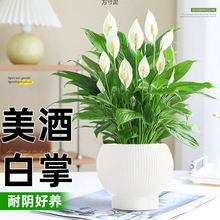 ưһL혔[Կ͏dkˮBMϰˮl