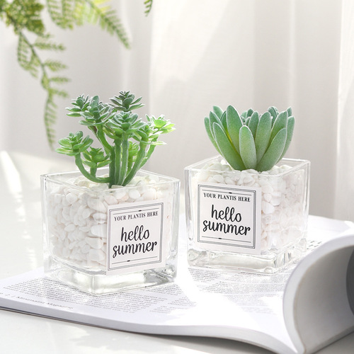 Small sword bergamot bonsai succulent plant potted ornaments glass basin succulent online store shooting props batch