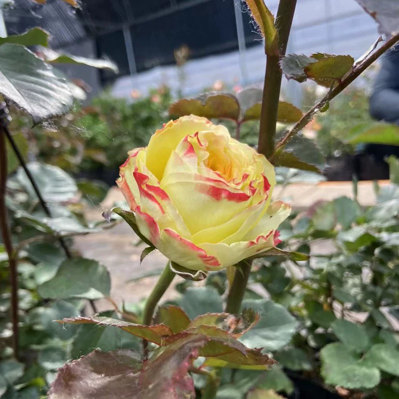 [Jordan River] Supernova Разнообразие Большой цветок Срезанный куст в горшке Балкон Двор Четыре сезона Цветущие Внутренние и уличные цветы