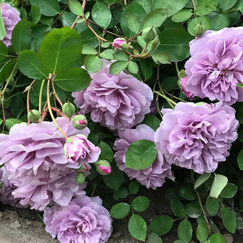 月季花苗蓝色阴雨蓝雨藤本爬藤丰花抗病的紫色系勤花花园