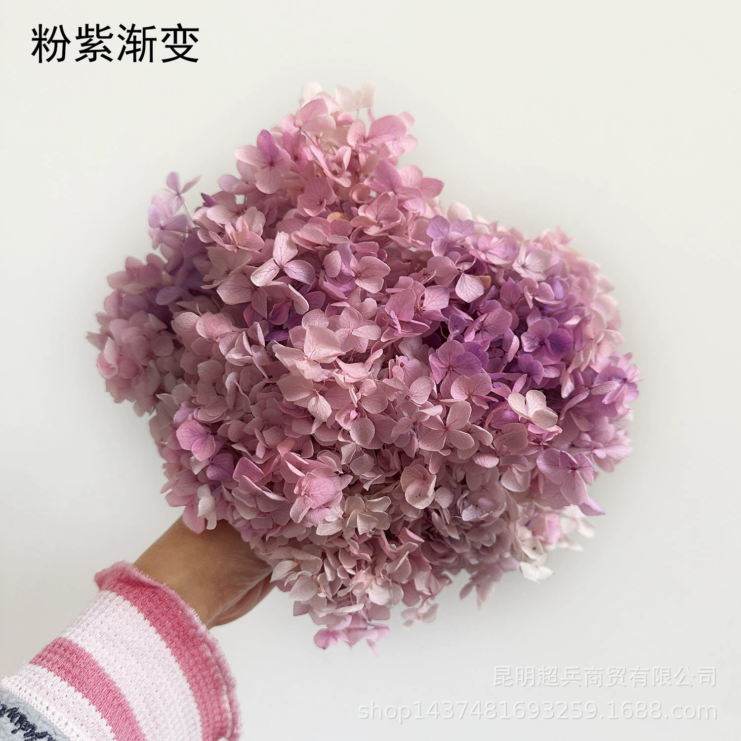 [Вечная Life Flower Hydrangea] Анна Градиентный цвет Лист Hydramid Книга цветов оптом DIY цветочная коробка материал для просмотра