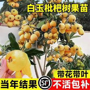 �������˘�����ش�̖����o�����˘����ϱ���ͥԺ�ͺ��ļ�ˮ��