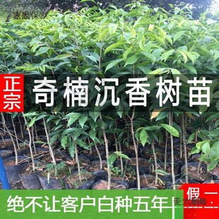���F��骳�������Ĵ�С�~��z�ľһ���Gľ�޽������纣����̫��