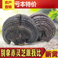 `֥1Ұ֥Ƭ500g֦ɽNֲ`֥