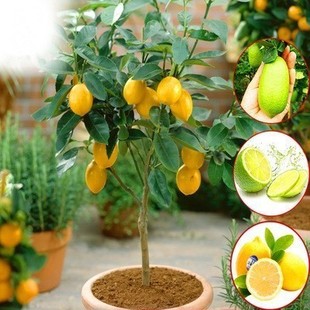 Lemon Sapling Potted Plant with Bifurcated Lemon Seedlings Ground Planting Perfume Lemon Seedlings Lemon Orange Seedlings Bear Fruit in All Seasons
