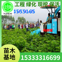 lпһ̖s101̖̫՘MСϱ