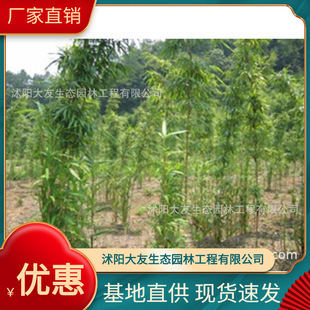Base Wholesale Self-Produced Tea Dried Bamboo Seedlings Scenic Spot Landscaping Road Garden Project Greening Seedlings