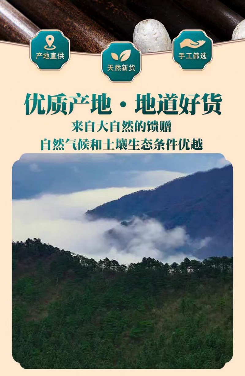 Wu Yan Guo (Choerospondias axillaris) — Wild Dried Five-Eye Fruit for Herbal Wellness Tea overview