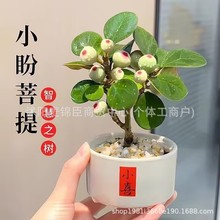 С����������Ԏ����Gֲ�҃ȶU���k��������ֲ���׻��辰�U���p��