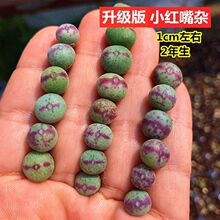 ����6�wС�t���s���¿ڵ����F ����ֲ�� ������ʯ�����ܽM������