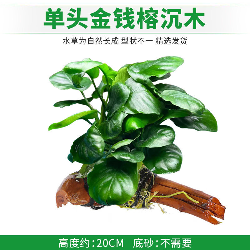 单头金钱榕沉木