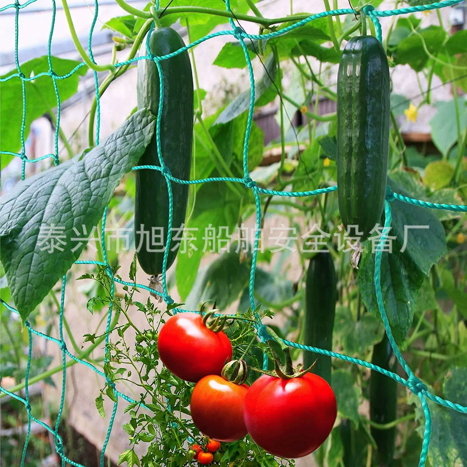 厂家直销植物爬藤网绿色园艺家用葡萄黄瓜番茄类植物攀爬网植物网