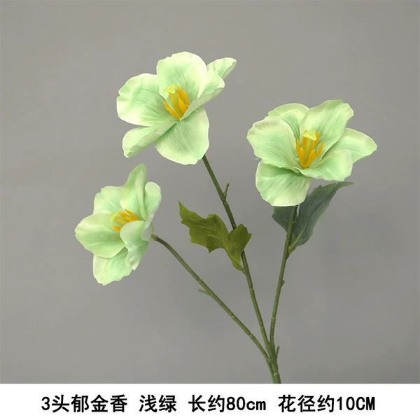 3 Tulip Fragrance Light Green