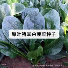 ~i䲤˷NӴ~͟NﶬѲ˷NӲ˷NƷ