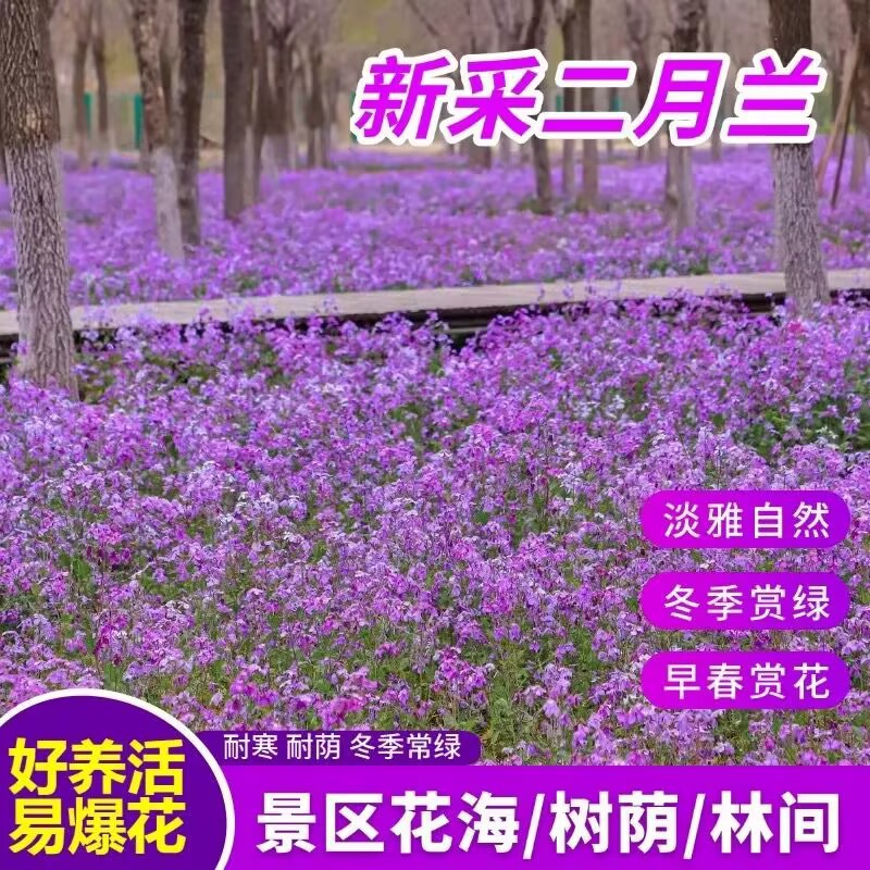 耐寒二月兰花种子耐荫蓝色花海绿化景观庭院四季播种诸葛菜花种籽