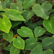 �Ĵ��Ű��tѿ���^�N���ļ��ԷNɽ�������������r�߲�ͥԺ�Gֲ����